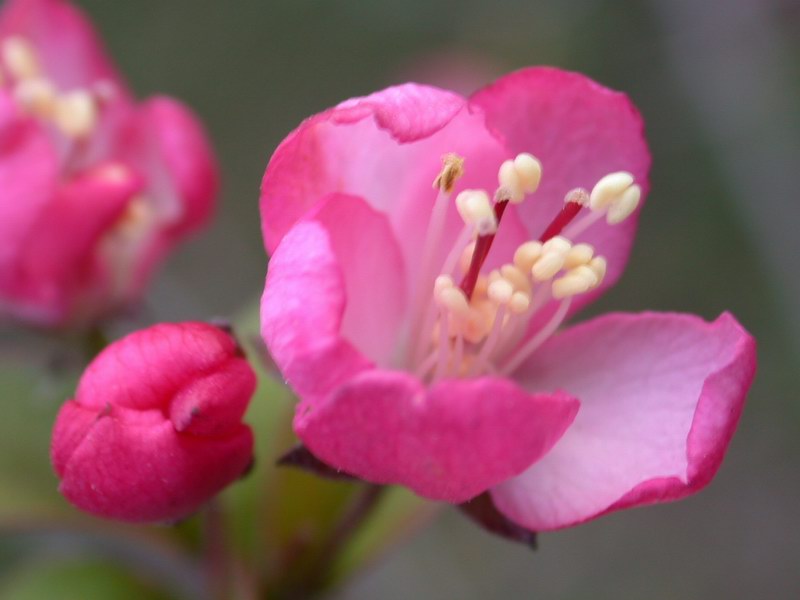 花卉之一 摄影 阎春祥