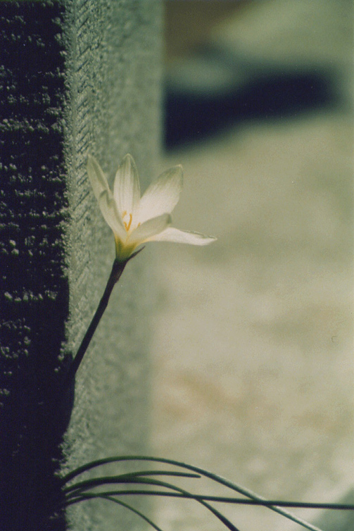 小花 摄影 baojipengkai