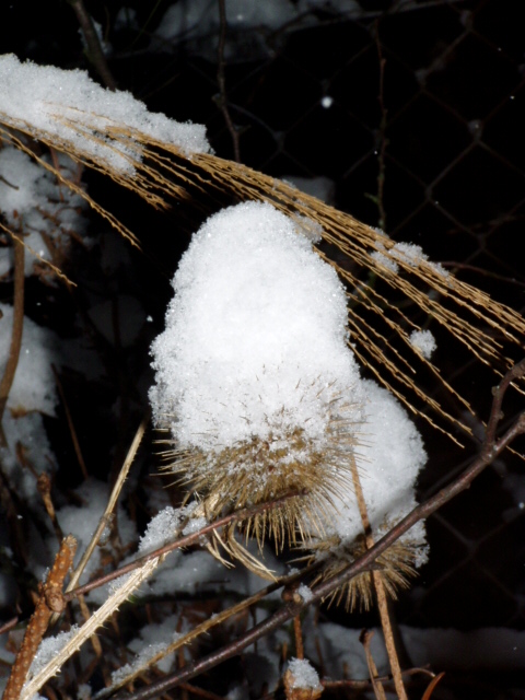 慕尼黑的雪系列 摄影 小乐乐