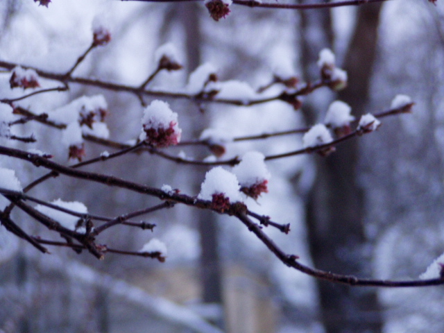 慕尼黑的雪系列 摄影 小乐乐