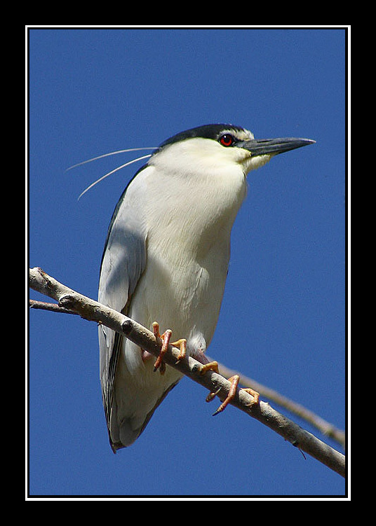 Night Heron 摄影 Maple Leaf