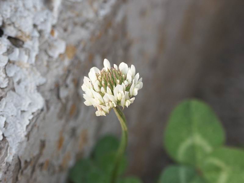 寂寞小花 摄影 renwenyun