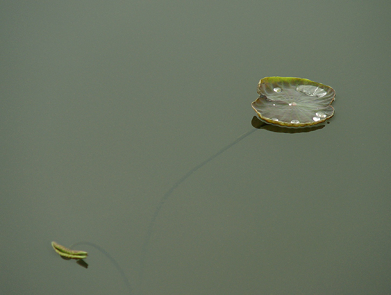 初荷　 摄影 和风细雨