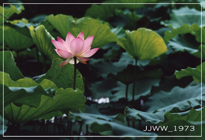 荷花 摄影 jw_1973