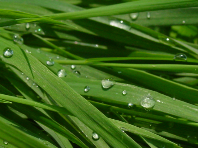 雨后小草 摄影 zhhq