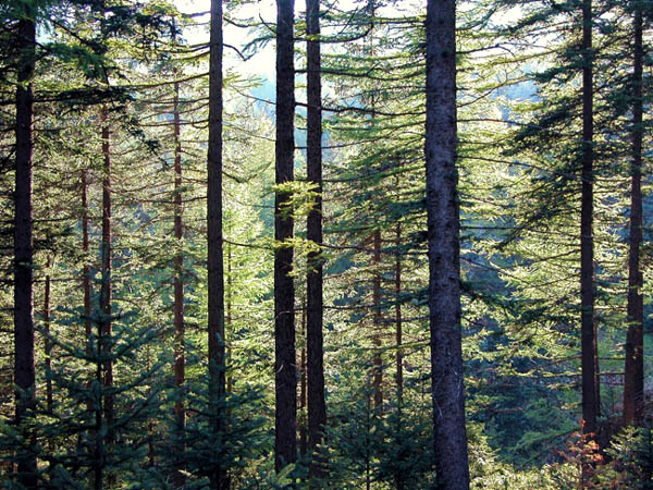 林韵 摄影 forestphoto