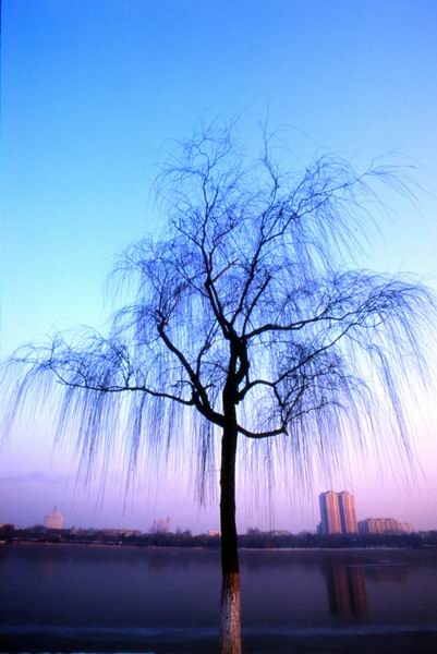 柳色 摄影 杨树来了