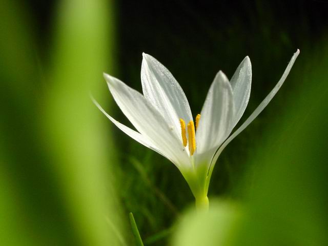 丝带花 摄影 yang102