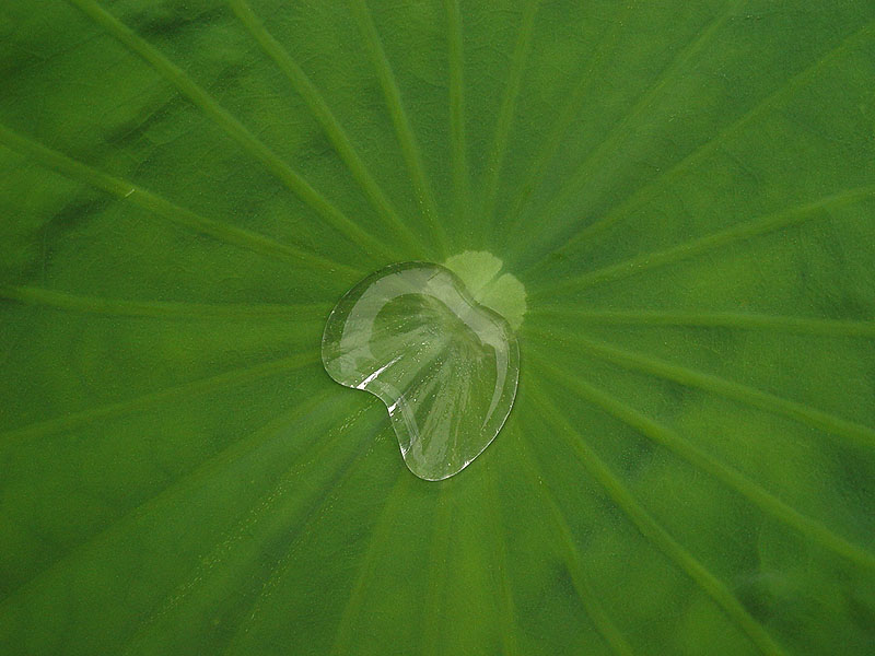 荷叶上的雨 摄影 钝剑