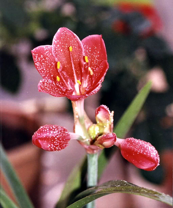 鲜花 摄影 仙鹤