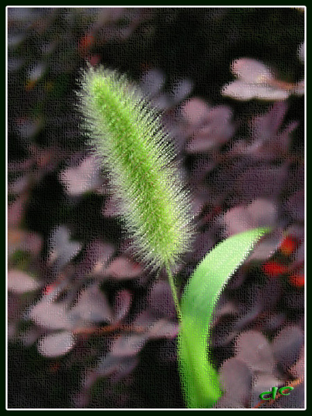 小草 摄影 dachong