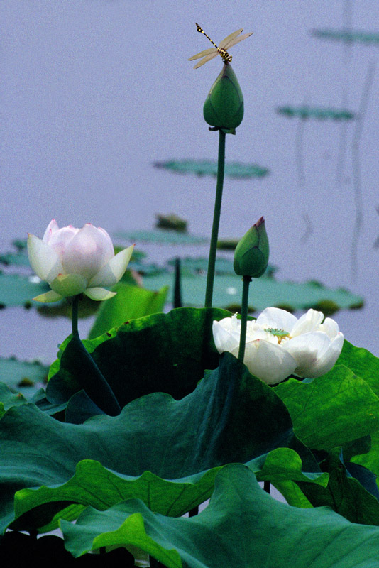 荷花 蜻蜓 摄影 lyj
