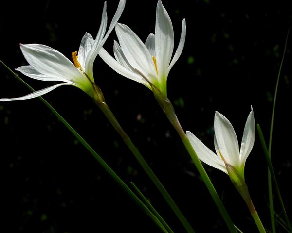 丝带花 摄影 yang102