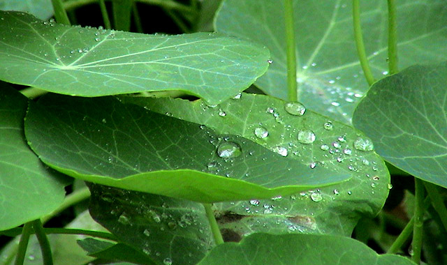 雨后 摄影 燕子飞舞