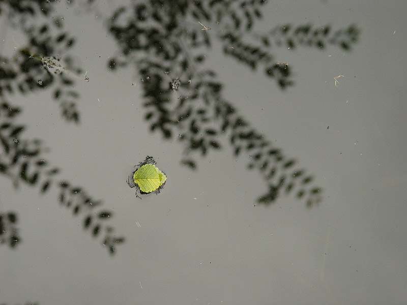 箨 摄影 钝剑