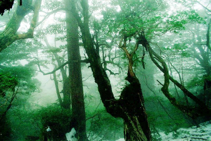 雾霭山林 摄影 旅人