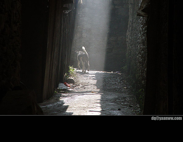 在小巷里奔跑的狗 摄影 photodq