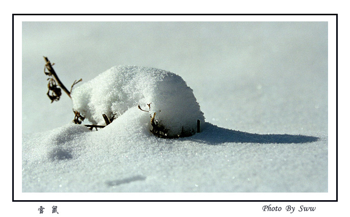 雪鼠 摄影 8877666