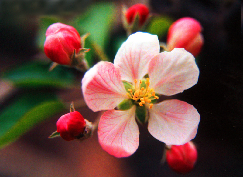 苹果花 摄影 sjy