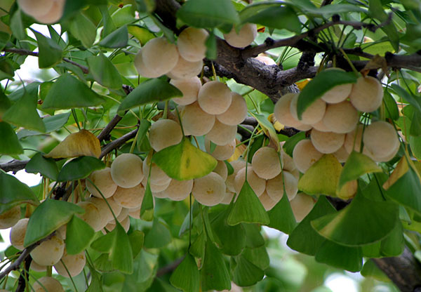 硕果 摄影 gingkos