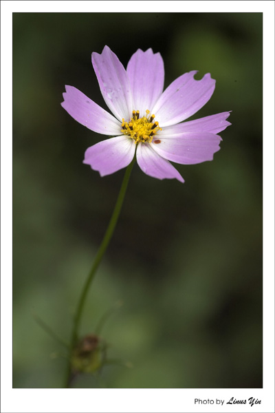 小花儿 摄影 linusyin