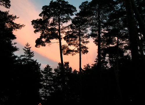 暮色美人松 摄影 forestphoto