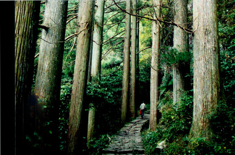 西天目山原始松树林 摄影 海底树