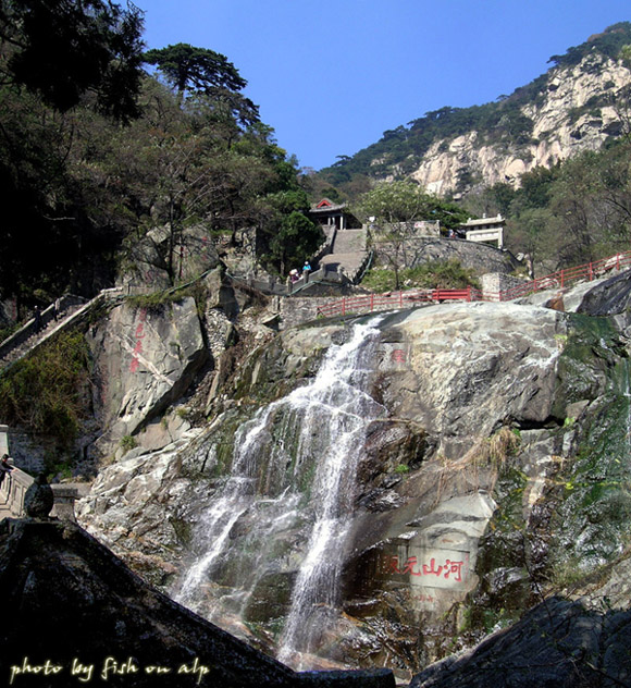 泰山五大夫松 摄影 高山上的鱼