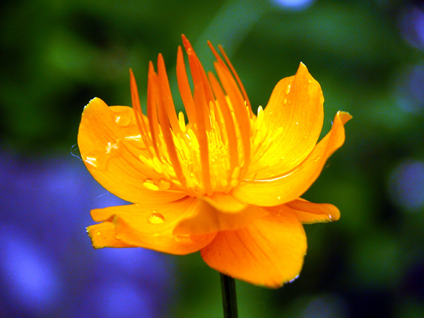 山花 摄影 forestphoto