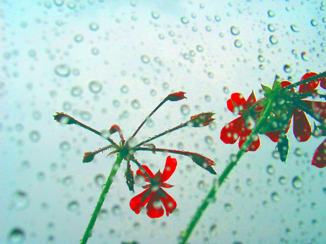 窗外小花在雨中 摄影 包子