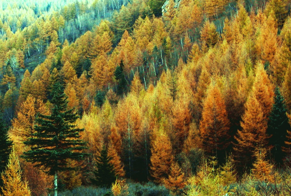 林区秋色三 摄影 forestphoto