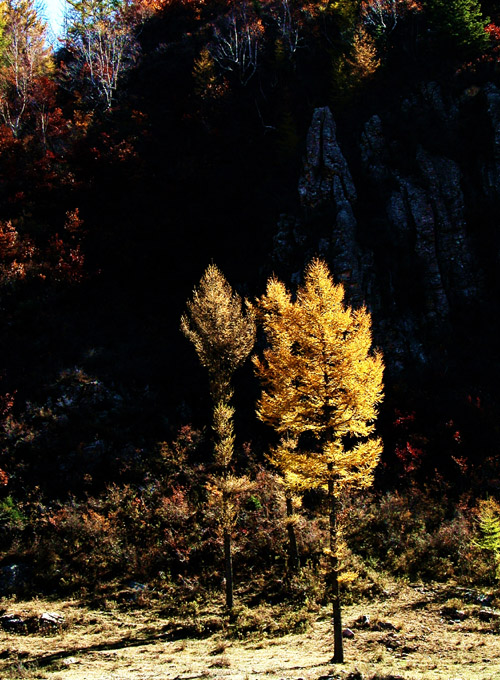 林区秋色四 摄影 forestphoto