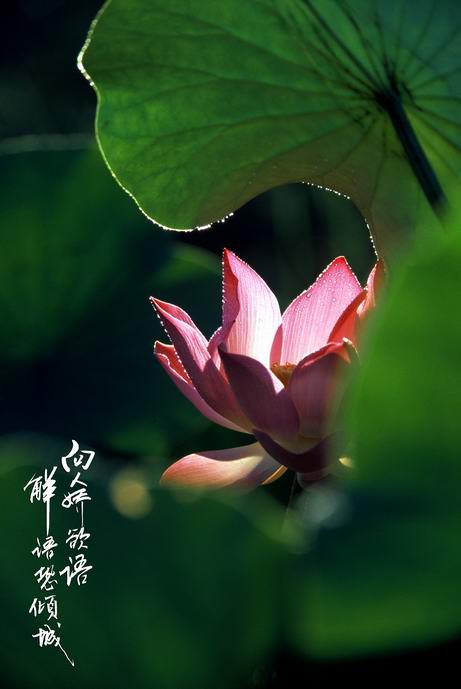 Lotus # 5 摄影 chookia