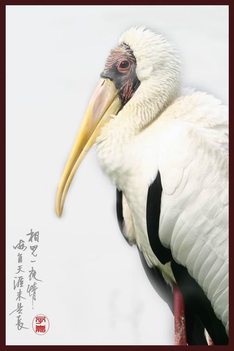 Pelican # 8 摄影 chookia