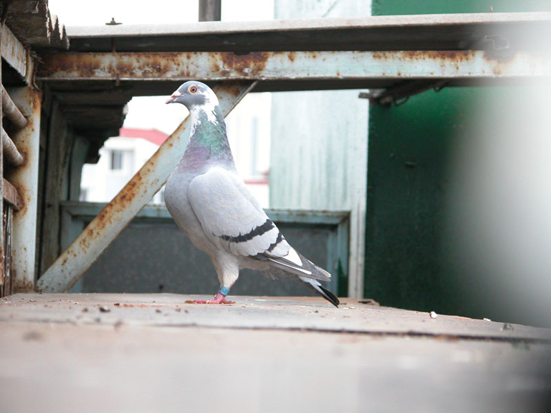 pigeon 摄影 tom