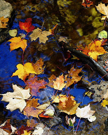 秋叶.水 摄影 Maple Leaf