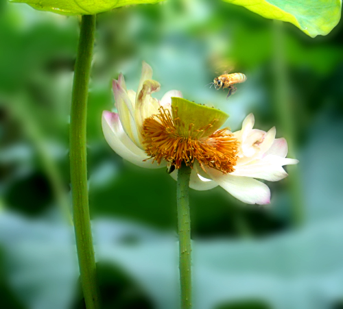 荷花 摄影 cnlyk