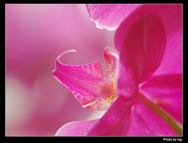 花心 摄影 白玉苦瓜