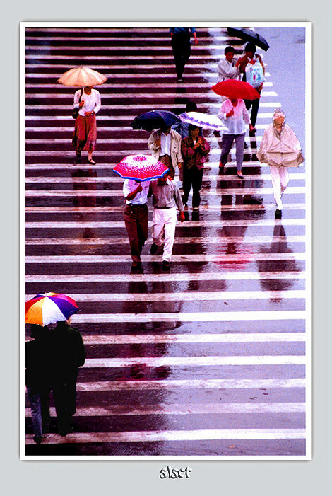 在雨中 摄影 枕石观云