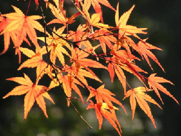 秋枫 摄影 tianchang