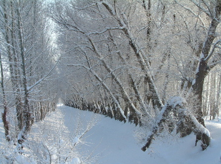 雪景7 摄影 心剑空