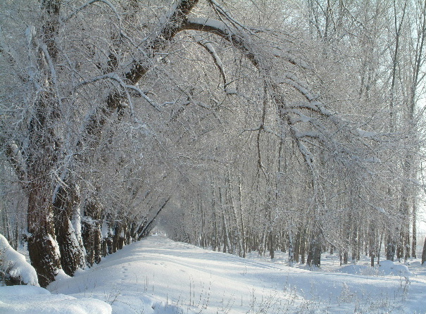 雪景9 摄影 心剑空