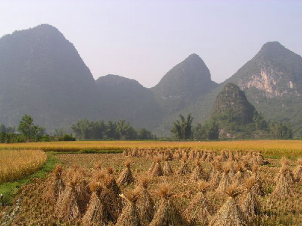 秋收 摄影 tianchang