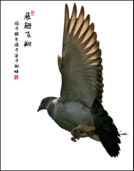 展翅飞翔-1 摄影 pigeon