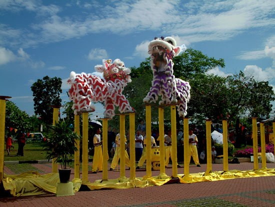 Two Lion Fighting 摄影 BEH