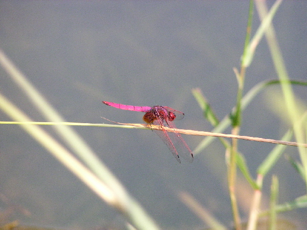 停留 摄影 tianchang