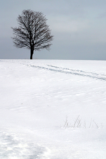 snow.tree 摄影 Maple Leaf