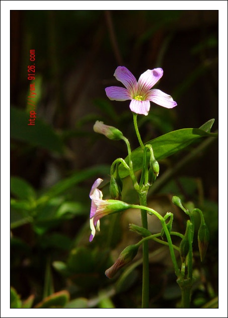 小花 摄影 膛线