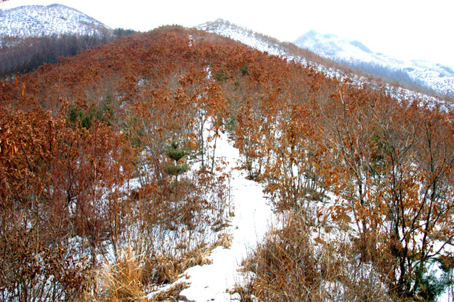 冬日的山 摄影 飙车手