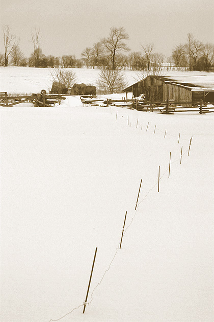 winter.farm 摄影 Maple Leaf